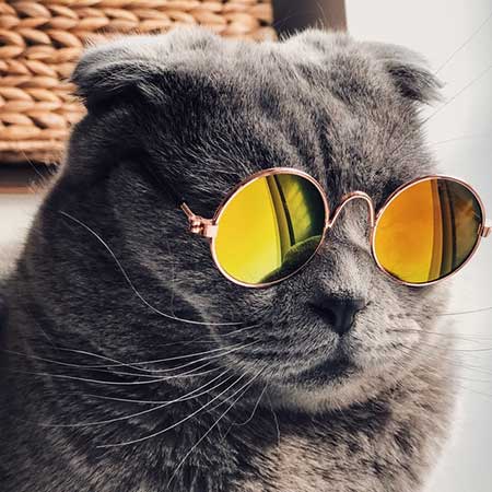 Cute cat wearing sunglasses