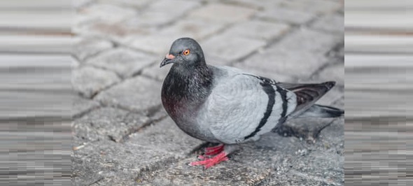 pidgeon